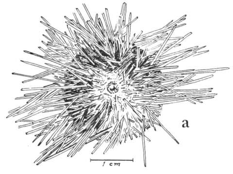 Image of Pseudechinus flemingi Fell 1958