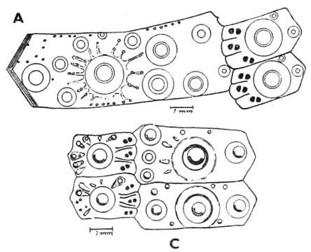 Image of Pseudechinus flemingi Fell 1958