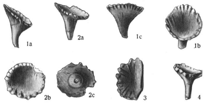 Image of Radiolus funginus Wanner, Knipscheer & Schenk 1952