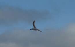 Image of Red-billed Tropicbird