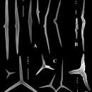 Image of Plakinastrella clippertonensis van Soest, Kaiser & van Syoc 2011