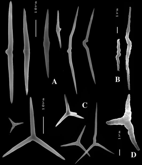 Image of Plakinastrella clippertonensis van Soest, Kaiser & van Syoc 2011