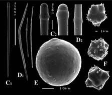 Image of Paratimea globastrella van Soest, Kaiser & Van Syoc 2011