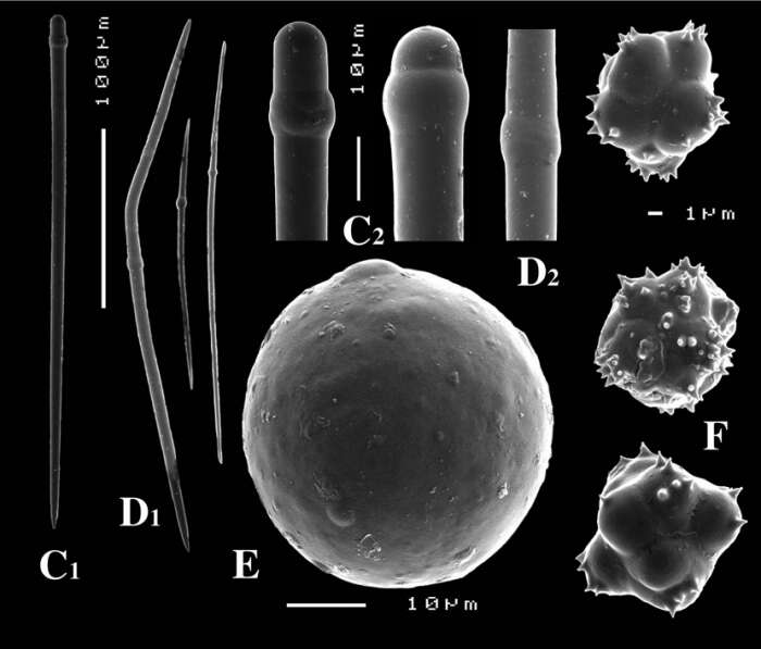 Image of Paratimea globastrella van Soest, Kaiser & Van Syoc 2011