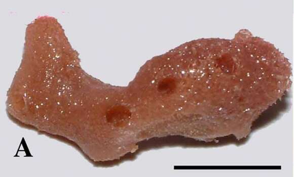 Image of Callyspongia (Callyspongia) roosevelti van Soest, Kaiser & Van Syoc 2011