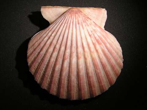 Image of Aequipecten tehuelchus (d'Orbigny 1842)