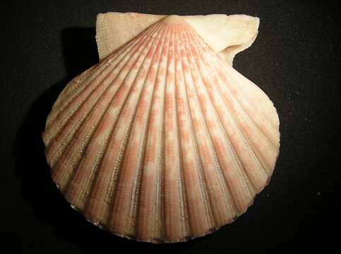 Image of Aequipecten tehuelchus (d'Orbigny 1842)