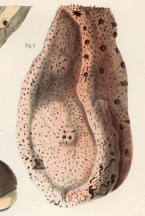 Image de Amphimedon compressa Duchassaing & Michelotti 1864