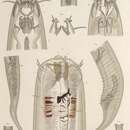 Image of Enoplus michaelseni von Linstow 1896