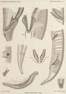 Image of Enoplus michaelseni von Linstow 1896