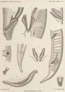 Sivun Enoplus Dujardin 1845 kuva