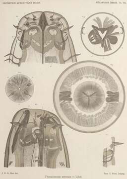 Image of Thoracostoma Marion 1870