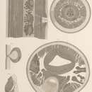 صورة Thoracostoma setosum (Linstow 1896) de Man 1904