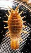 Image of metallic marine isopod