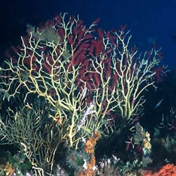 Image of chameleon sea fan