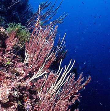 Image of white horny coral