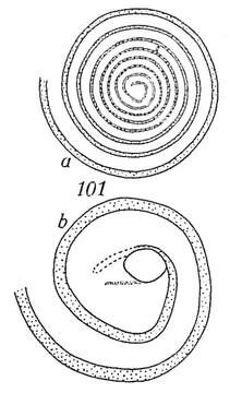 Image of Ammodiscus anguillae Höglund 1947