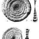 Image of Ammodiscus flavidus var. scabrata Höglund 1947