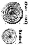 Image of Ammodiscus flavidus var. scabrata Höglund 1947