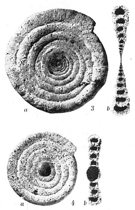 Image of Ammodiscus flavidus Höglund 1947