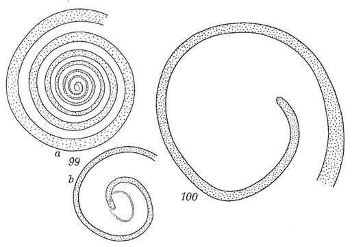 Image of Ammodiscus flavidus Höglund 1947