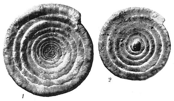 Plancia ëd Ammodiscus flavidus Höglund 1947