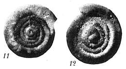 Imagem de Ammodiscus intermedius Höglund 1947