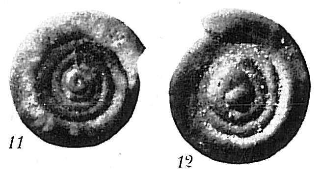 صورة Ammodiscus intermedius Höglund 1947