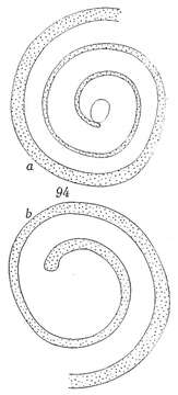 صورة Ammodiscus intermedius Höglund 1947