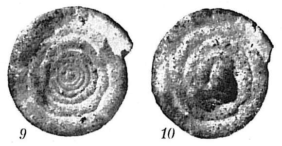 Image of Ammodiscus intermedius Höglund 1947