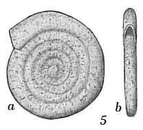 صورة Ammodiscus minimus Höglund 1947