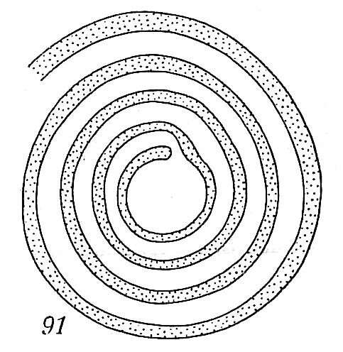 صورة Ammodiscus planorbis Höglund 1947