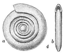 صورة Ammodiscus planorbis Höglund 1947