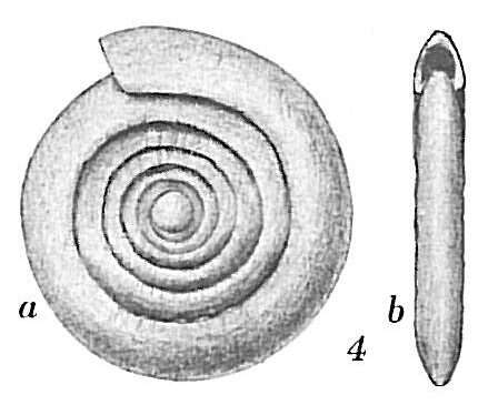 Imagem de Ammodiscus planorbis Höglund 1947