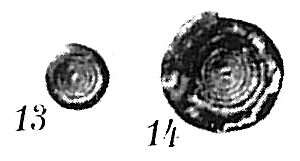 Imagem de Ammodiscus planorbis Höglund 1947