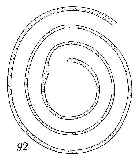 Imagem de Ammodiscus planorbis Höglund 1947