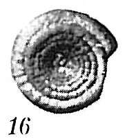 Imagem de Ammodiscus planorbis Höglund 1947