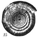 Imagem de Ammodiscus planorbis Höglund 1947