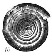 Imagem de Ammodiscus planorbis Höglund 1947