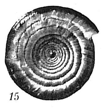 Image of Ammodiscus planorbis Höglund 1947