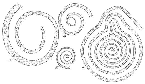 Image of Ammodiscus tenuis (Brady 1884)