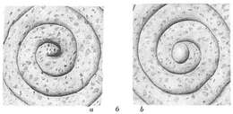 Image of Ammodiscus tenuis (Brady 1884)