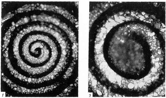 Image of Ammodiscus tenuis (Brady 1884)