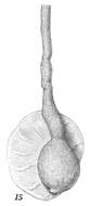 Image of Ammolagena clavata (Jones & Parker 1860)