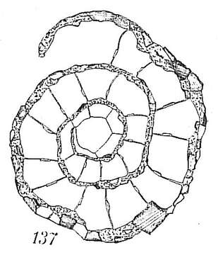 Image of Ammoscalaria runiana (Heron-Allen & Earland 1916)