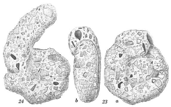 Ammoscalaria runiana (Heron-Allen & Earland 1916) resmi