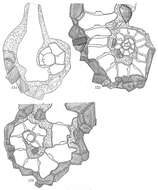 Image of Ammoscalaria tenuimargo (Brady 1882)