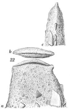 Image de Ammoscalaria tenuimargo (Brady 1882)