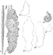 Image of Ammoscalaria tenuimargo (Brady 1882)