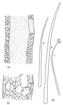 Image of Bathysiphon minutus Pearcey 1900